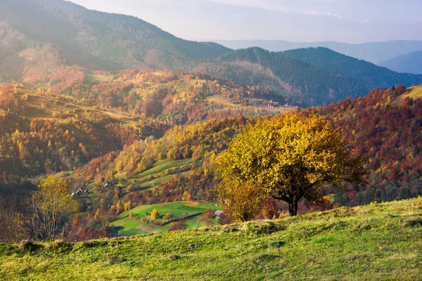 秋天山上有草的山坡上的树 美丽的景色在日出 山谷小山村 — 图库照片