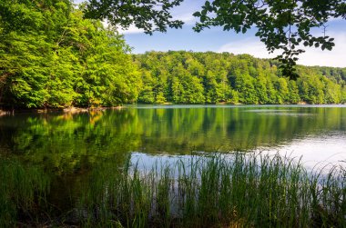 Morske Oko Gölü otsu kıyıya ilkel kayın ormanı arasında. Slovakya'nın güzel Vihorlat yatay yaz aylarında. temiz çevre kavramı.