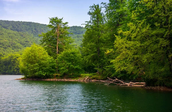 Bosque Hayas Orilla Del Lago Montaña Hermoso Paisaje Verano Concepto — Foto de Stock