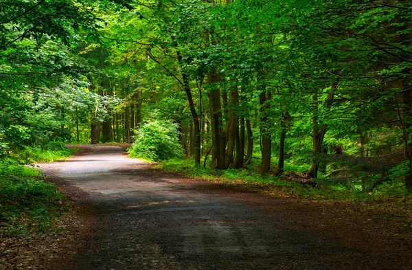 Lichtblick Auf Kurvenreicher Waldstraße Schöne Naturkulisse Sommer Schöner Alter Buchenwald — Stockfoto
