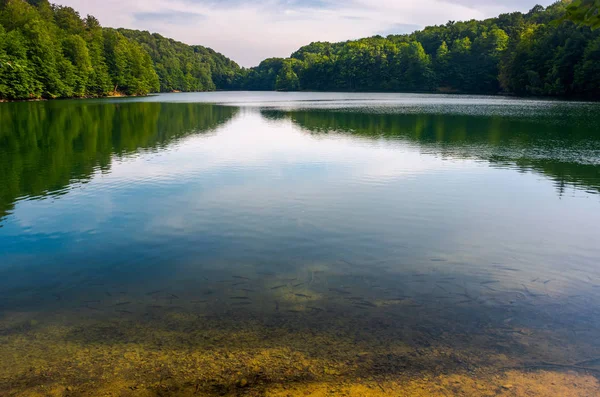 野生の湖の海岸の近くのマス 美しい夏の風景です 場所宙 Oko スロバキア湖 クリーン環境の概念 — ストック写真