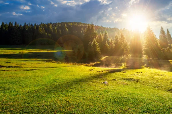 Foresta Sul Prato Erboso All Alba Nebbiosa Incantevole Scenario Naturale — Foto Stock