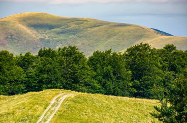toprak yol yokuş yukarı içinde kayın ormanı için. Yaz aylarında güzel dağlık manzara. Konum Svydovets dağ sırtı