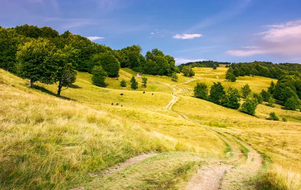 Polní Cestě Kopce Přes Travnaté Zvlněné Kopce Krásná Hornatá Krajina — Stock fotografie