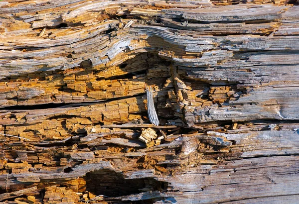 Moldering 木材のログのテクスチャ 古い汚れたと風化ブラウン木製表面の背景 — ストック写真
