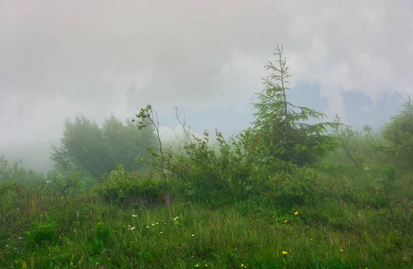 Almwiese Nebel Und Nebel Wunderschöne Und Geheimnisvolle Landschaft Der Wolke — Stockfoto