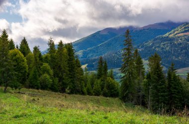 iğne yapraklı orman ile dağ yamacında