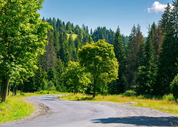 Bäume Entlang Der Kurvenreichen Straße Schöne Naturkulisse Sommer Anreise Mit — Stockfoto