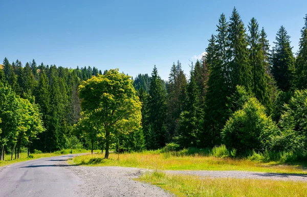 沿着蜿蜒的道路穿过森林的树木 可爱的自然风光在夏天 汽车旅行概念 — 图库照片