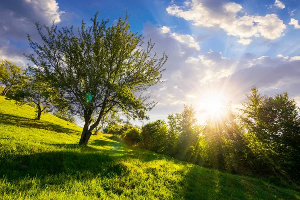 Apfelgarten Hang Bei Sonnenuntergang Schöne Ländliche Sommerkulisse — Stockfoto