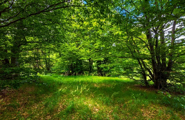 Deep Ancient Beech Forest Glade Beautiful Summer Scenery — Stock Photo, Image