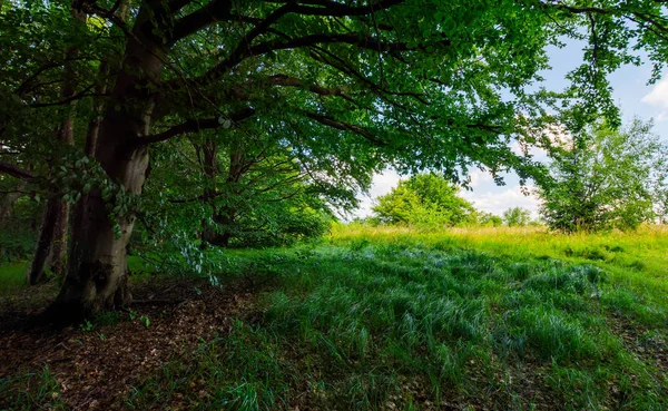 Uralte Buchenwaldwiese Sommer Schöne Landschaft Schatten Alter Bäume — Stockfoto