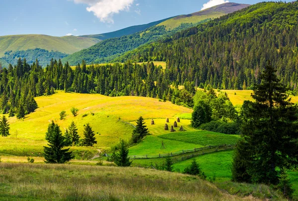 Krásná Venkovská Krajina Horách Sena Travnaté Zemědělských Polí Mezi Smrkových — Stock fotografie