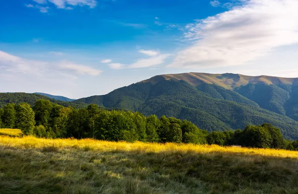 Prato Erboso Bosco Faggi Sulla Collina Apetska Montagna Lontananza Bel — Foto Stock