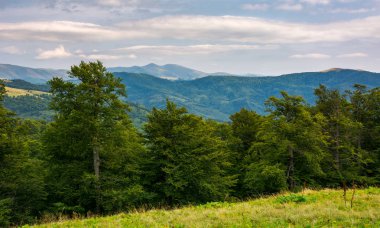 ilkel kayın ormanı Karpat Dağları'nın. Svydovets ridge uzakta. güzel doğa manzarası.