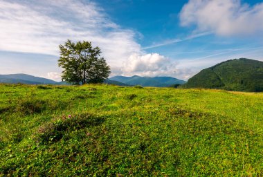 ağaç dağlar otsu çayır üzerinde. erken sonbaharda güzel sahne. Harika kuşluk hava