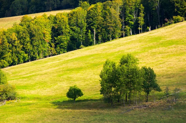 丘の中腹の草原の木 初秋の素晴らしい自然風景 — ストック写真