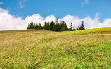 Woodlot bir tepenin üstüne çeki düzen vermek. Hillside erken sonbaharda yıpranmış çim ile. büyük bulut arkaya belgili tanımlık sahne. güzel doğa arka plan
