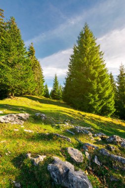 kayaların arasında ormandaki çimenli glade. güzel doğa arka plan 