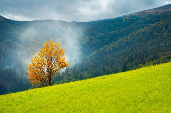 Drzewo Złotymi Liśćmi Trawiastym Wzgórzu Dymem Piękne Jesienne Krajobrazy Górach — Zdjęcie stockowe