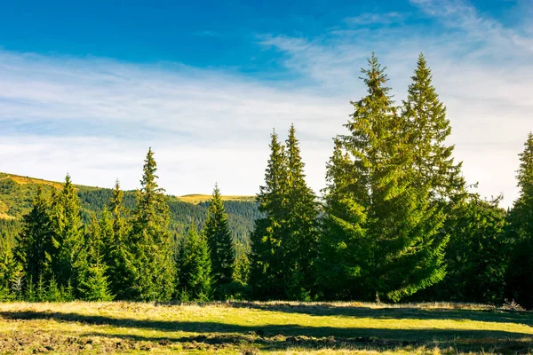 Orman bir çayır üzerinde güneş doğarken çeki düzen vermek. dağlarda harika manzara