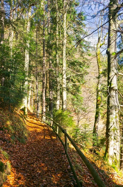 Lesní Cesta Které Vztahuje Zvětralé Listí Dřevěný Plot Podél Okraje — Stock fotografie