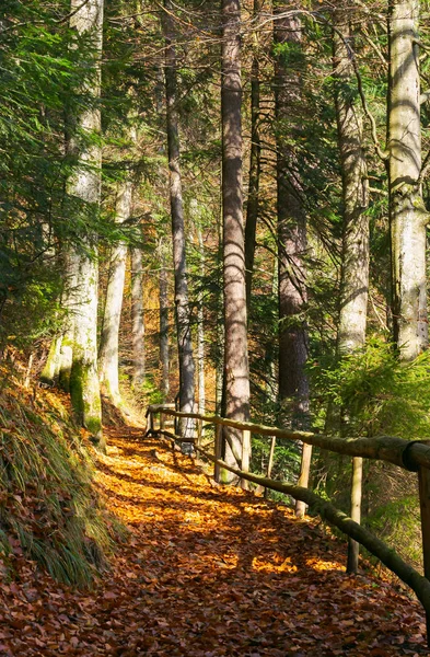 Lesní Cesta Které Vztahuje Zvětralé Listí Dřevěný Plot Podél Okraje — Stock fotografie
