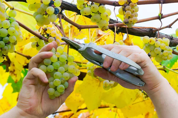 Man Hands Cut Grapes Autumn Harvesting Scene Natural Crop Gathering — Stock Photo, Image