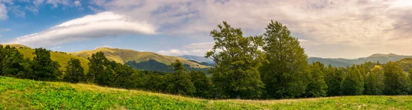 Panorama Över Vacker Sommarlandskap Antika Bokskogen Den Gräsbevuxna Äng Och — Stockfoto