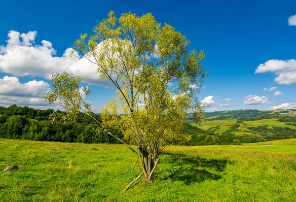 Obstgarten Auf Dem Grashügel Schöne Landschaft Bei Schönem Wetter Mit — Stockfoto