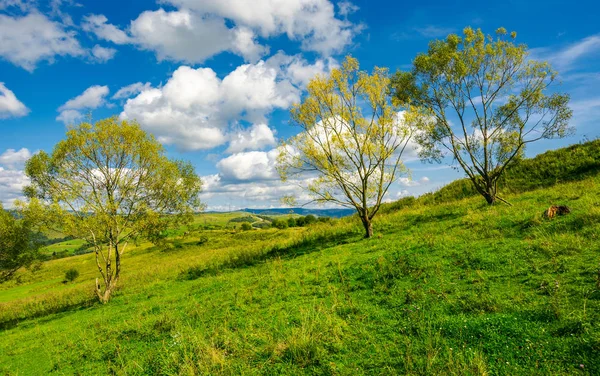 Rangée Arbres Sur Pente Herbeuse Temps Chaud Automne Avec Beau — Photo