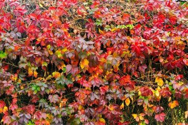 renkli doku duvardaki sarmaşık bitki. Harika sonbahar arka plan