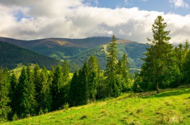 çimenli yamacında Ladin ağaçları. harika manzaralar dağlarda. güzel hava bulutlu sırt üzerinde