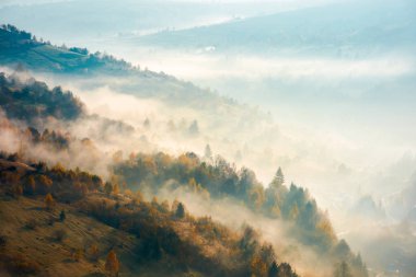 güzel sisli sonbahar arka plan. forest Hill ile güzel sahne