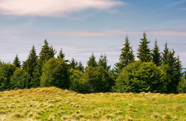 Struiken Dennenbomen Rand Van Een Grasrijke Weide Prachtige Natuur Landschap — Stockfoto