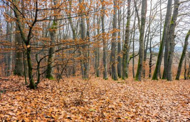bir ağaç üzerinde yeşillik yıpranmış. yapraksız ormanında sonbahar