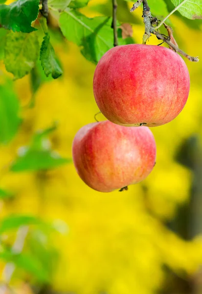 Two Ripe Apples Brunch Harvest Time Autumn — Stock Photo, Image