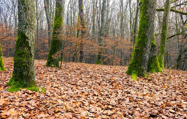 Bezlisté Les Podzim Mech Kmeny Stromů Zvětralé Listí Zemi — Stock fotografie