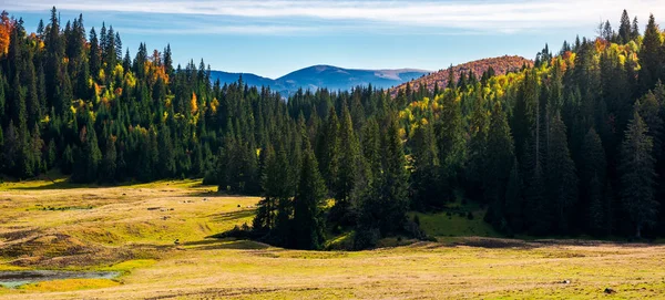 forested landscape in autumn. spruce trees on the meadow. panorama of mountain ridge in the distance under the bright sky