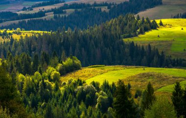 Tarımsal alanların ormanlık tepelerde. güzel kırsal manzara erken güz