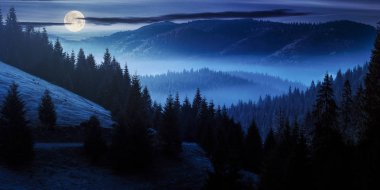 okyanus sis dolunay ışığı gece ormanlık Vadisi'nde. muhteşem panoramik manzara sonbahar dağlarda. çam ağaçları yükselen güneş tarafından yaktı