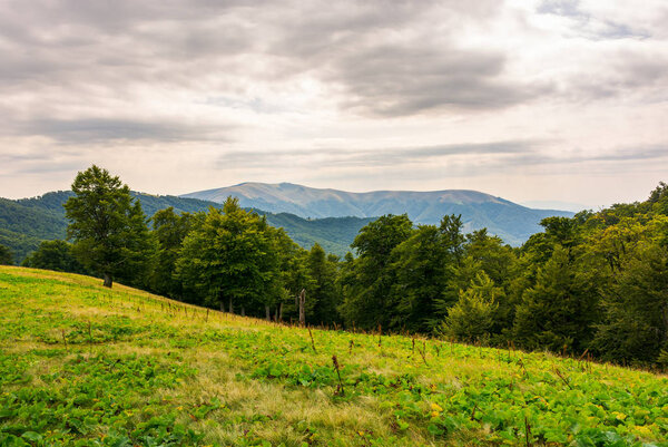 beech forest on the alpine meadow. forested hills and distant mountain in haze. overcast summer weather in afternoon