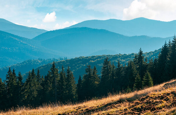 spruce forest on the grassy meadow. high mountains in the distance. beautiful autumn scenery. creative toning applied