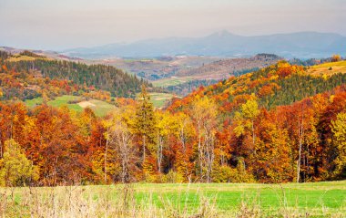 Orman karışık renkli sonbahar yaprakları. güzel kırsal manzara dağlarda