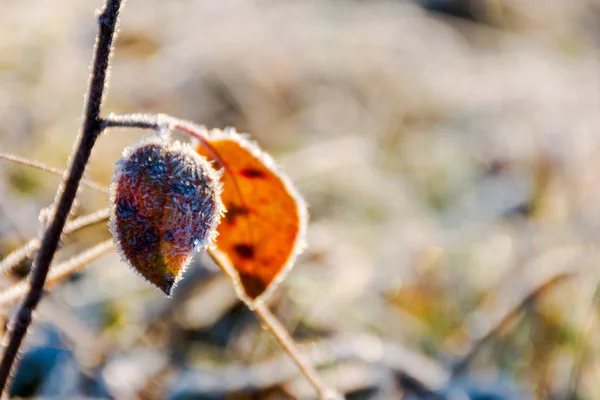 霜で葉を風化します 朝の光で美しい自然秋背景 — ストック写真