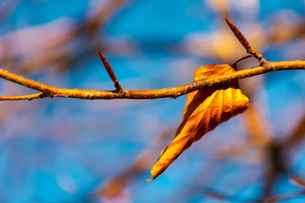 Última Folhagem Árvore Lindo Momento Outono — Fotografia de Stock