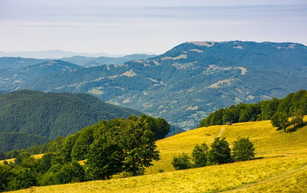 Jalur Menuruni Padang Rumput Berumput Alpine Pegunungan Kejauhan Hutan Beech — Stok Foto