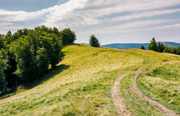 dolambaçlı yolu yokuş yukarı içinde orman. güzel yaz sahne.