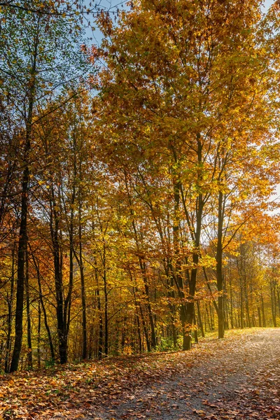 Droga Przez Las Spadek Liści Piękny Słoneczny Tło Ładne Miejsce — Zdjęcie stockowe