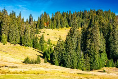 tepedeki antik çam ormanı. Apuseni Tabiat Parkı Romanya güzel sahne